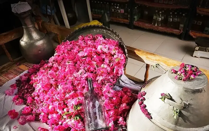 توضیحات گلابگیری در کاشان