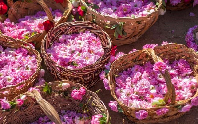 گلابگیری در قمصر کاشان از بهترین مکان های گلاب گیری